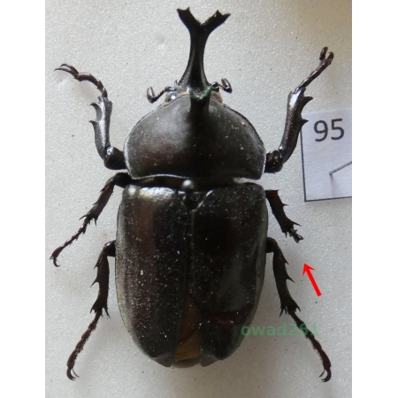 Trypoxylus dichotomus (Linnaeus, 1771) male China95